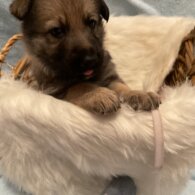 German Shepherd (Alsatian)