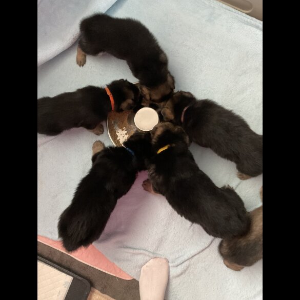 German Shepherd (Alsatian)