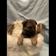 German Shepherd (Alsatian)