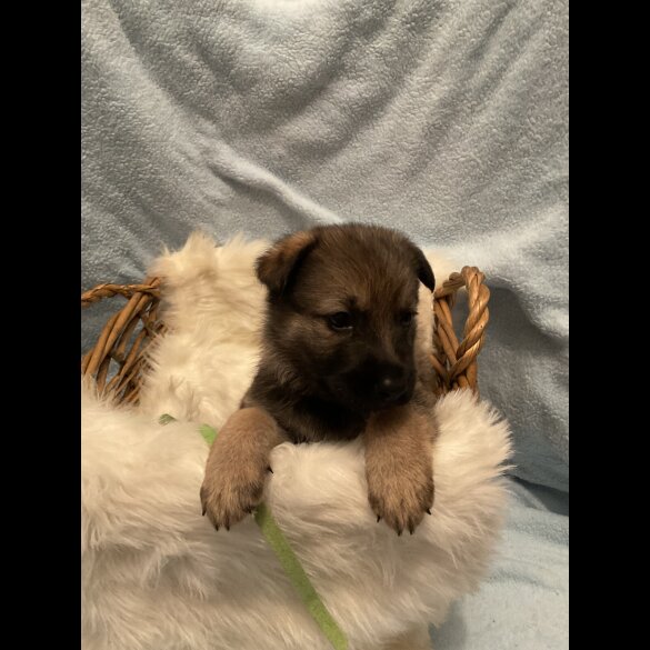 German Shepherd (Alsatian)