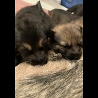 German Shepherd (Alsatian)