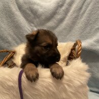 German Shepherd (Alsatian)