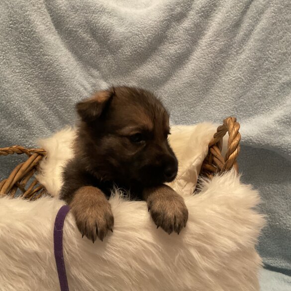 German Shepherd (Alsatian)