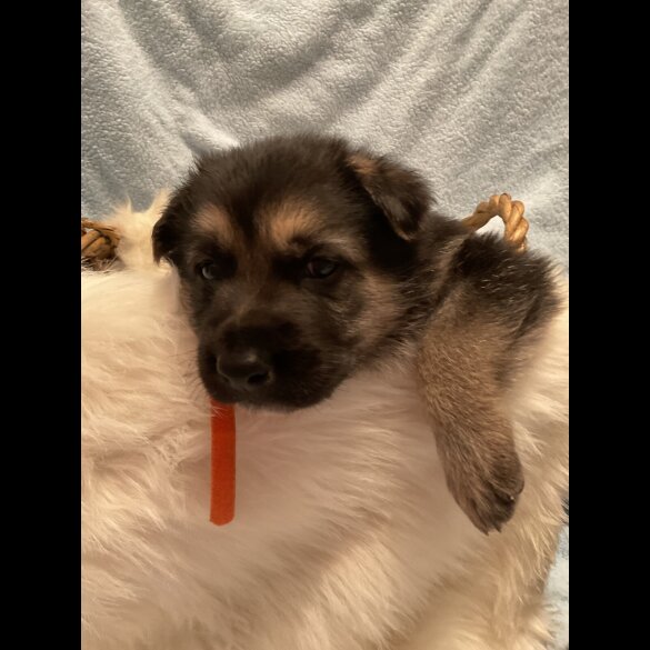 German Shepherd (Alsatian)