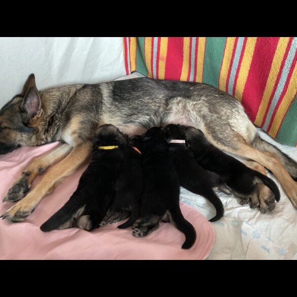 German Shepherd (Alsatian)