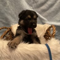 German Shepherd (Alsatian)