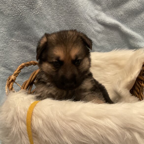 German Shepherd (Alsatian)