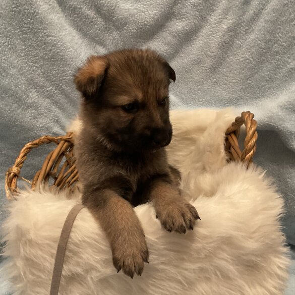 German Shepherd (Alsatian)