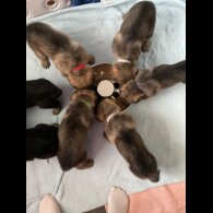 German Shepherd (Alsatian)