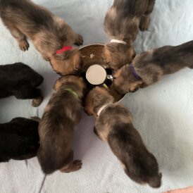 German Shepherd (Alsatian)