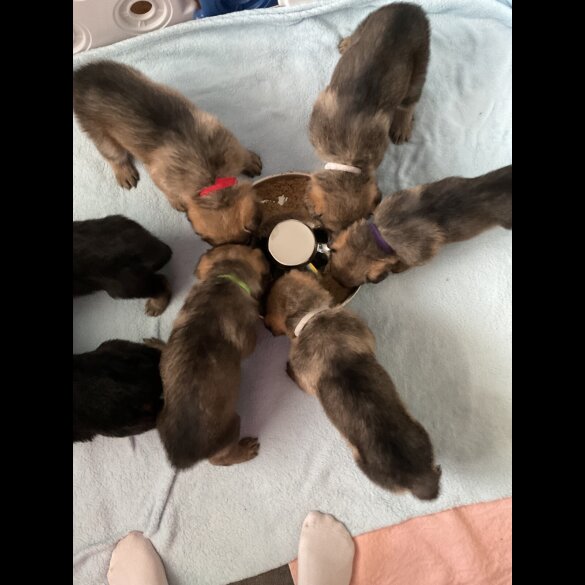 German Shepherd (Alsatian)