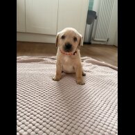 Labrador Retriever