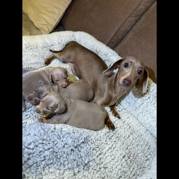 Dachshund (Miniature Smooth Haired)