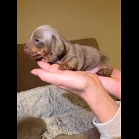 Dachshund (Miniature Smooth Haired)
