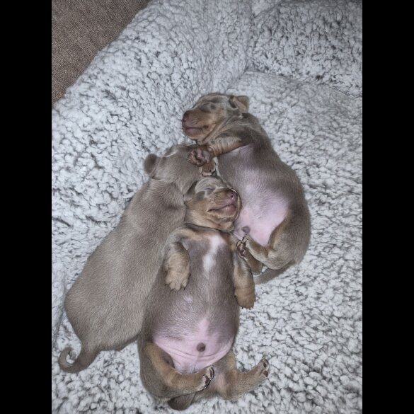 Dachshund (Miniature Smooth Haired)