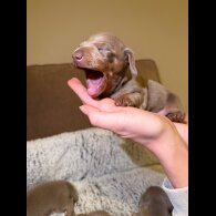 Dachshund (Miniature Smooth Haired)