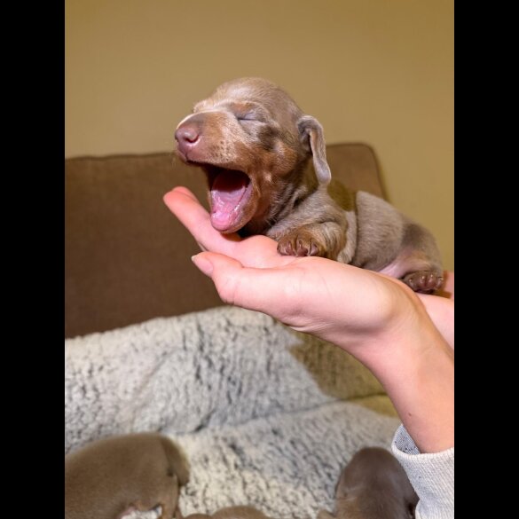 Dachshund (Miniature Smooth Haired)