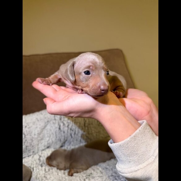 Dachshund (Miniature Smooth Haired)