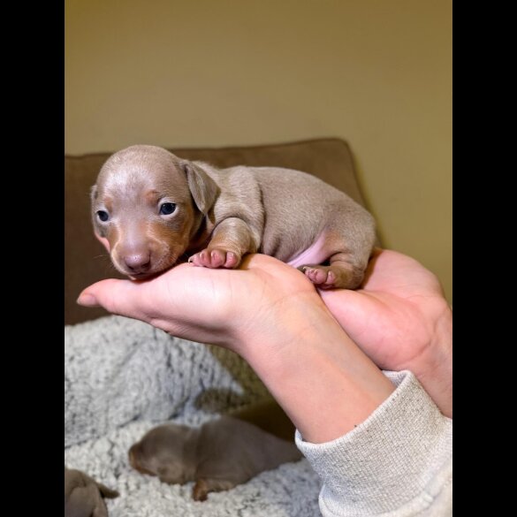 Dachshund (Miniature Smooth Haired)