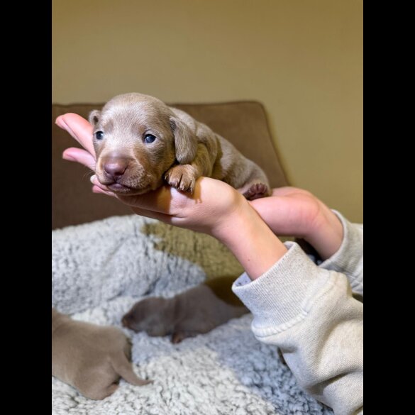 Dachshund (Miniature Smooth Haired)