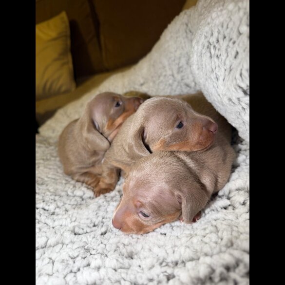 Dachshund (Miniature Smooth Haired)