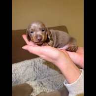 Dachshund (Miniature Smooth Haired)