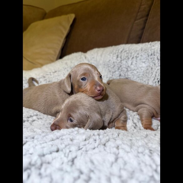Dachshund (Miniature Smooth Haired)
