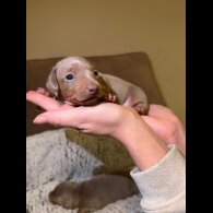 Dachshund (Miniature Smooth Haired)