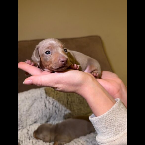 Dachshund (Miniature Smooth Haired)