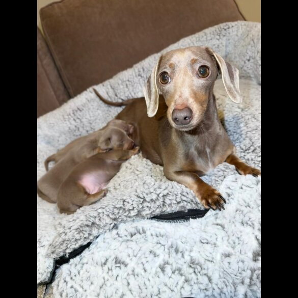 Dachshund (Miniature Smooth Haired)