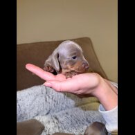 Dachshund (Miniature Smooth Haired)