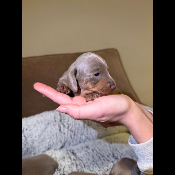 Dachshund (Miniature Smooth Haired)