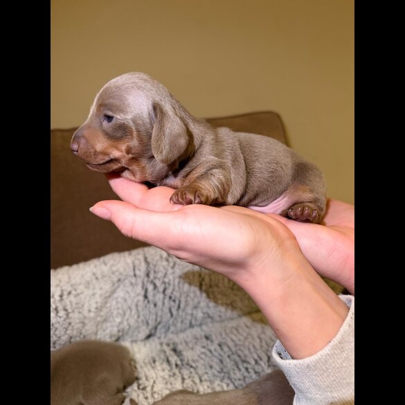 Dachshund (Miniature Smooth Haired)