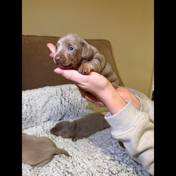 Dachshund (Miniature Smooth Haired)