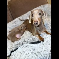 Dachshund (Miniature Smooth Haired)