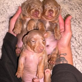 Dachshund (Miniature Smooth Haired)