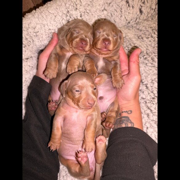 Dachshund (Miniature Smooth Haired)