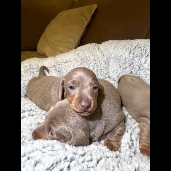 Dachshund (Miniature Smooth Haired)