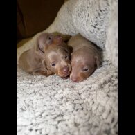 Dachshund (Miniature Smooth Haired)