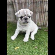 Pug