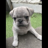 Pug