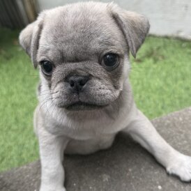 Pug