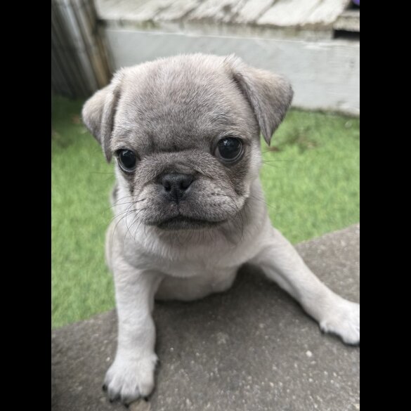 Pug