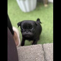 Pug