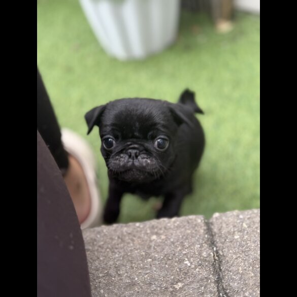 Pug