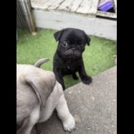 Pug
