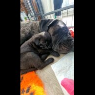 Cane Corso