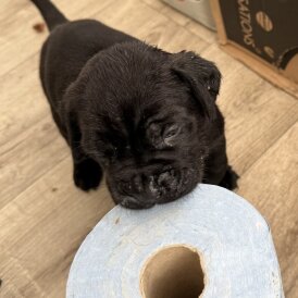 Cane Corso