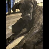Cane Corso