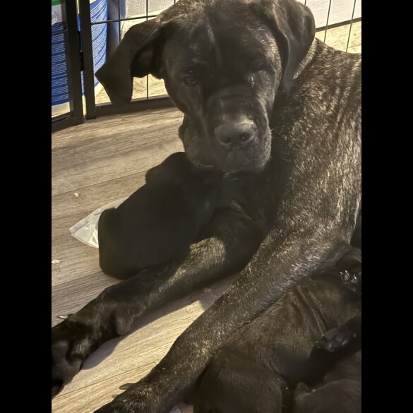 Cane Corso